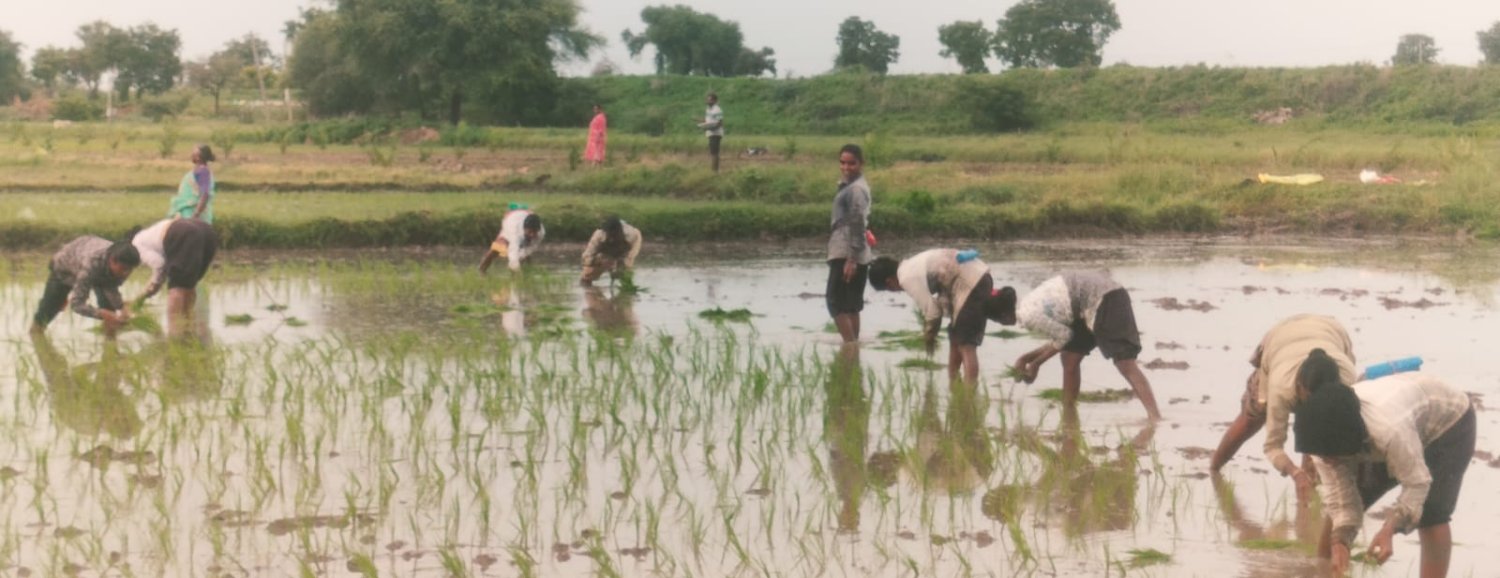 ఎల్ నినో ప్రభావం ఆలస్యంగా వరి నాట్లు,అధిక ధరలతో మండుతున్న ఎరువులు,ఈ సంవత్సరం ప్రభుత్వం వరి పంటకు క్వింటాలుకు 3,200 రూపాయలు పెంచాలి