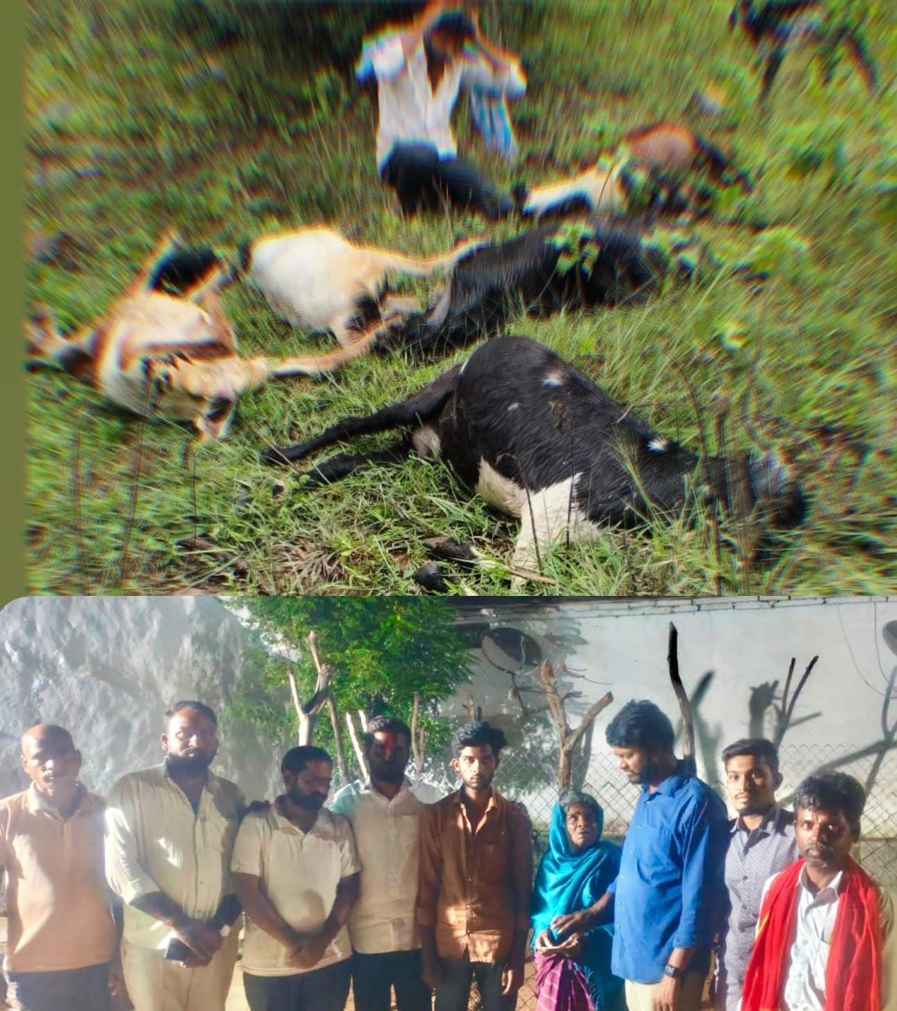 పిడుగు పడి మేకలు మృతి,ఆర్థిక సహాయం అందించిన కంజర్ల విజయలక్ష్మి
